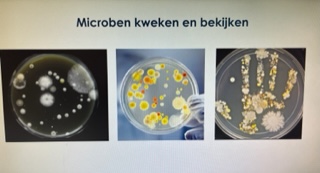 microben n