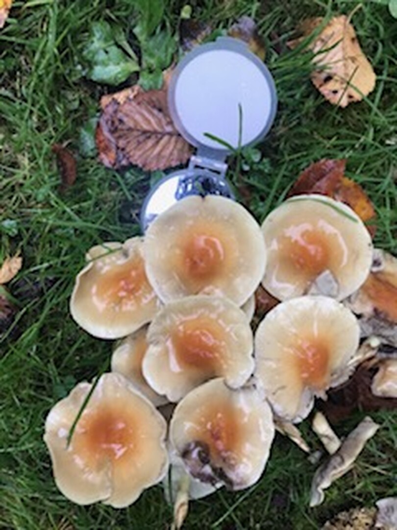 herfstwandeling kb 2021 b
